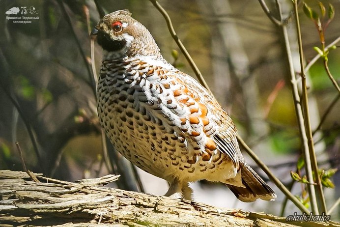 Shooting Collared Grouse
