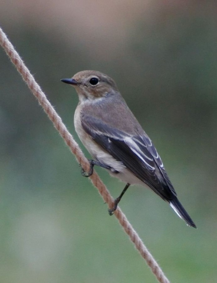 Ficedula hypoleuca
