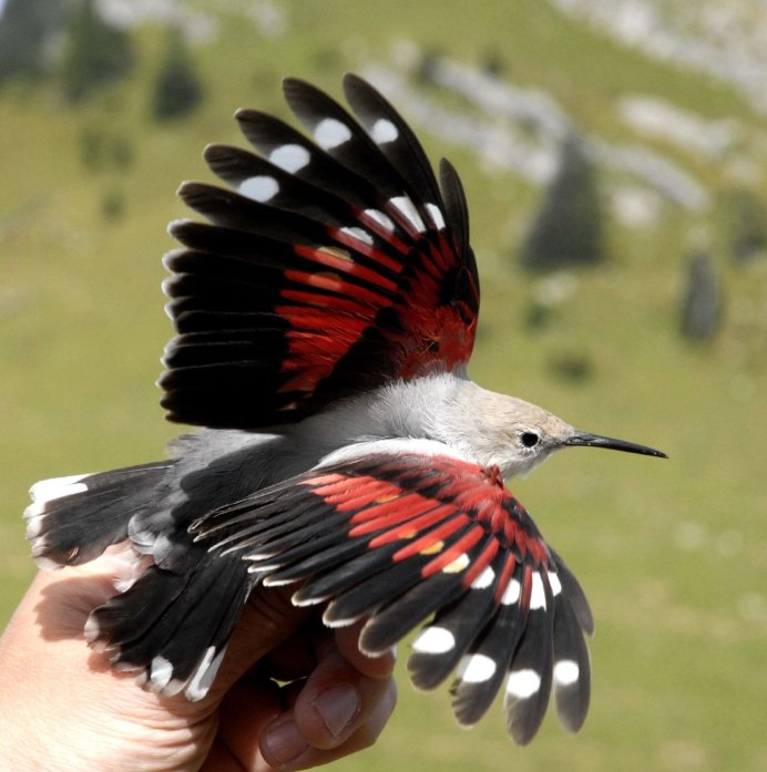 Стенолаз (Tichodroma muraria)