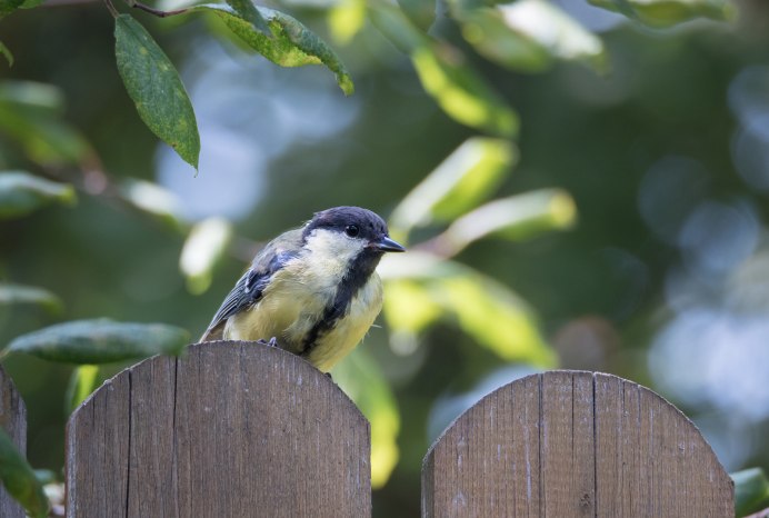 Poecile palustris Poecile montanus