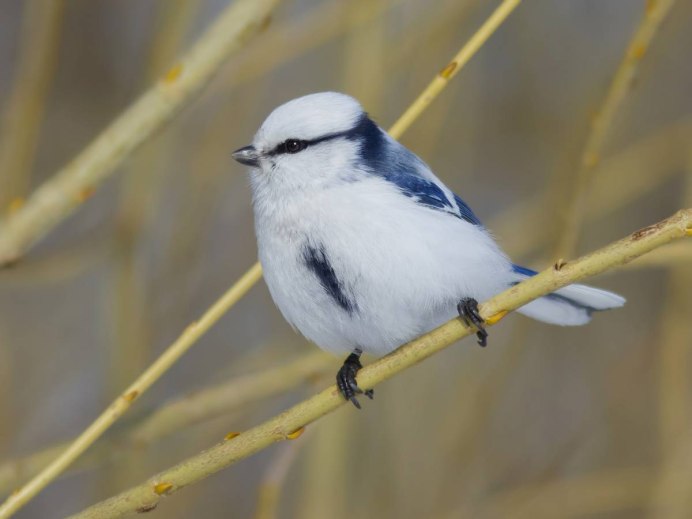 Cyanistes cyanus белая лазоревка