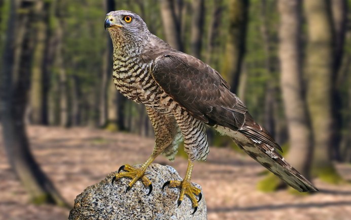 Камчатский тетеревятник Accipiter gentilis albidus
