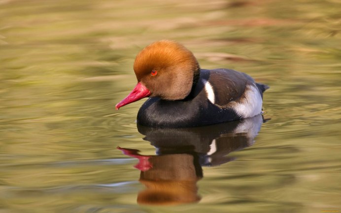 Птица чомга нырок