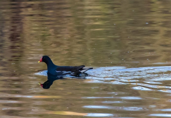 Болотная утка камышница