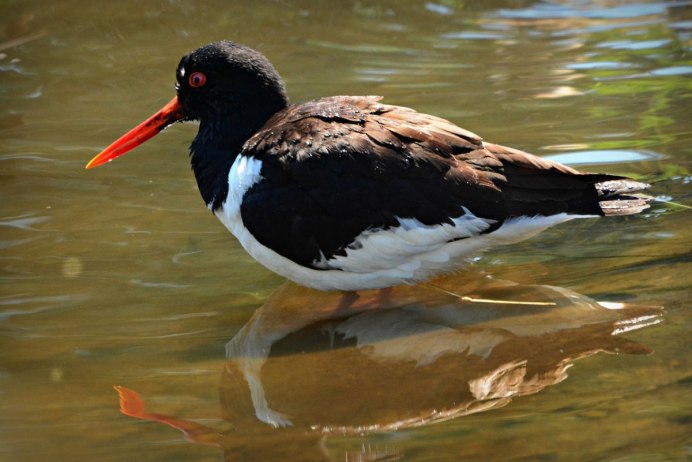 Нырок Черноморский