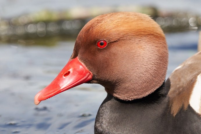Черный Кулик с красным клювом водоплавающая