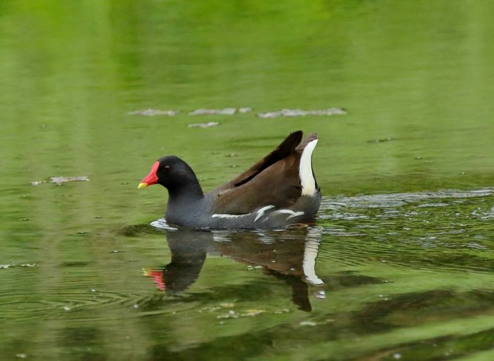 Камышница Gallinula chloropus