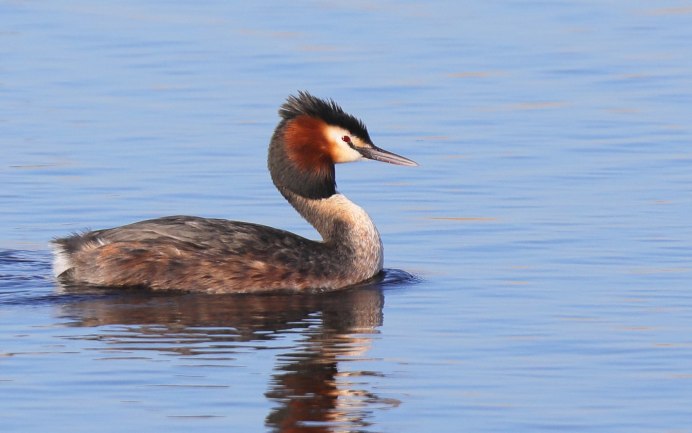 Красноклювый тупик