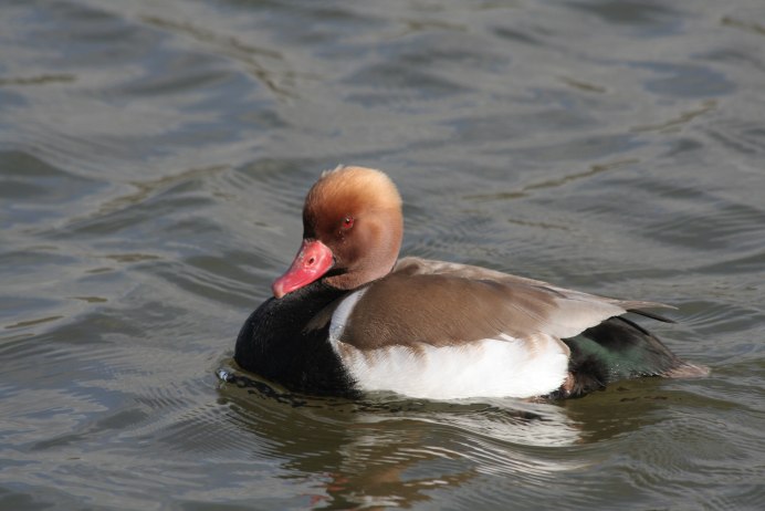 Хохлатая водоплавающая птица