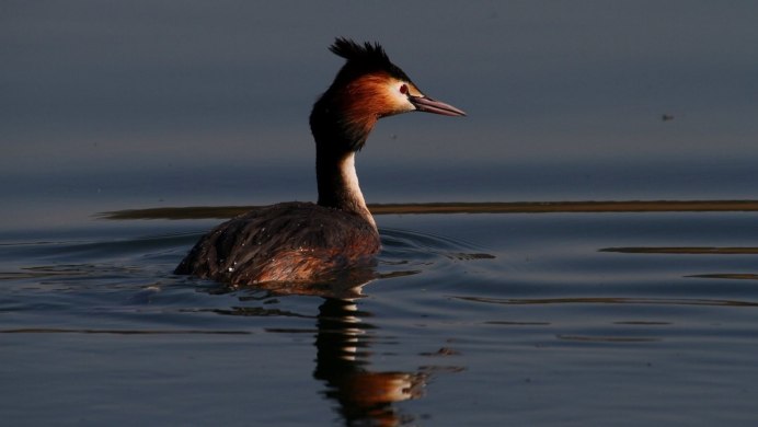 Черная утка с красным клювом