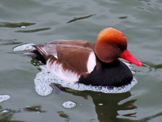Лысуха (Fulica atra)