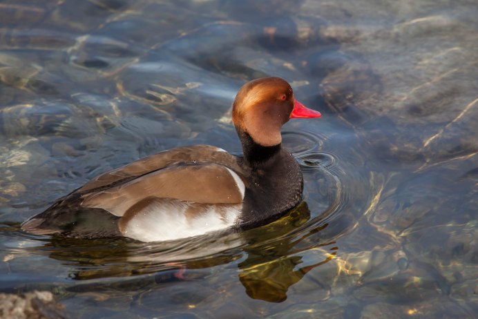 Водоплавающая птица с красным клювом
