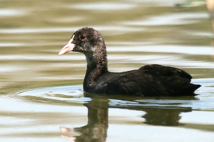 Лысуха (Fulica atra)