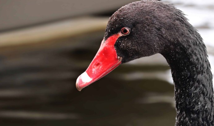 Болотная утка камышница