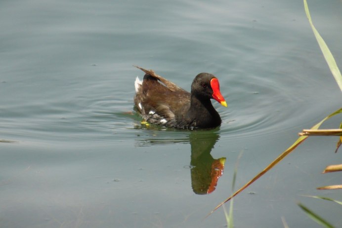 Болотная Курочка лысуха