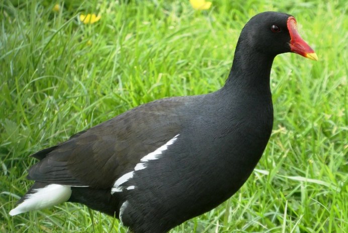 Черная утка с красным клювом