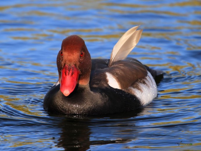 Белая утка с красным клювом