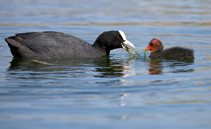 Черная утка с красным клювом