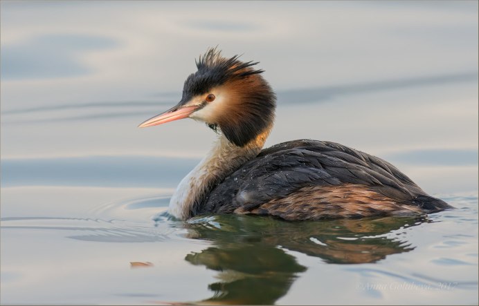 Большой крохаль Mergus Merganser