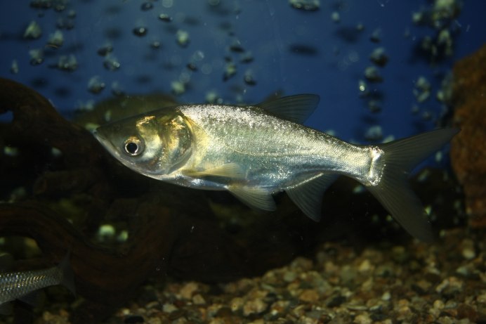 Толстолобик Hypophthalmichthys