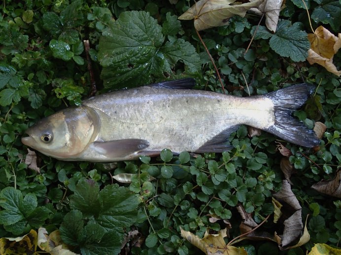 Hypophthalmichthys molitrix