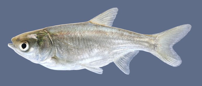 Hypophthalmichthys molitrix
