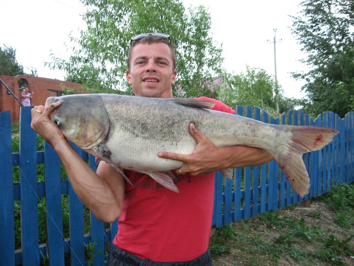 Пёстрый толстолобик Aristichthys Nobilis