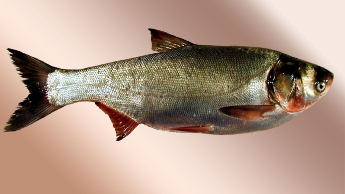 Пёстрый толстолобик Aristichthys Nobilis