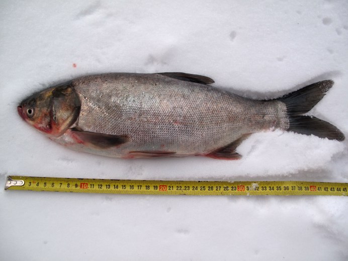 Толстолобик Hypophthalmichthys