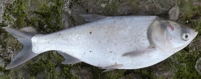 Белый толстолобик Hypophthalmichthys molitrix