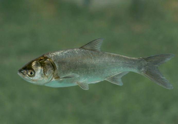 Толстолобик Амурский