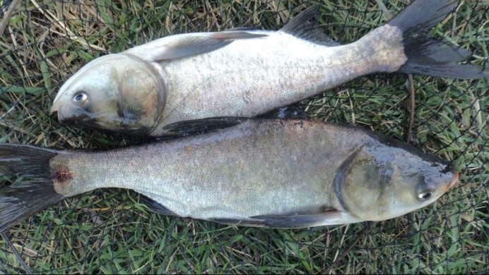 Silver Carp