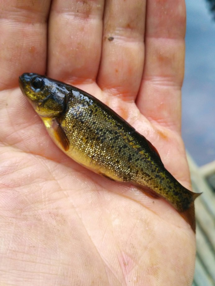 Речной гольян (Phoxinus Phoxinus)
