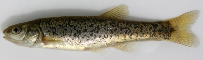 Речной гольян (Phoxinus Phoxinus)