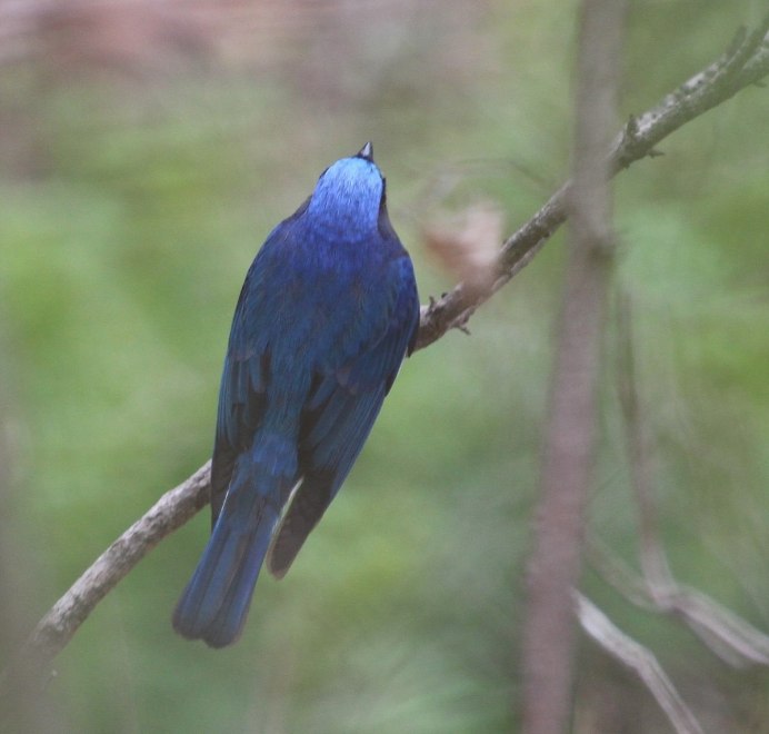 Cyanoptila cyanomelana