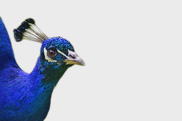 Перья павлина Veniard Peacock Blue Neck natural