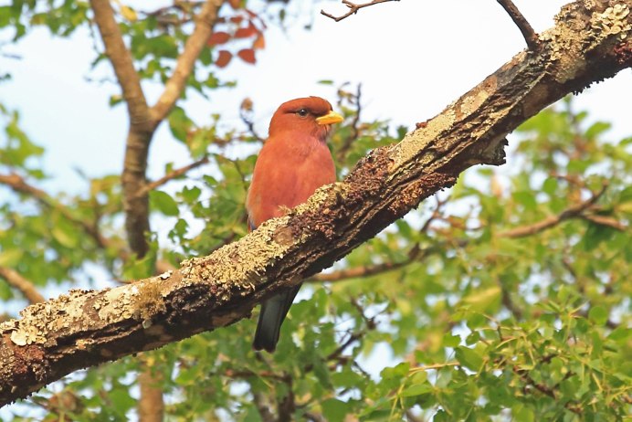 Eurystomus glaucurus