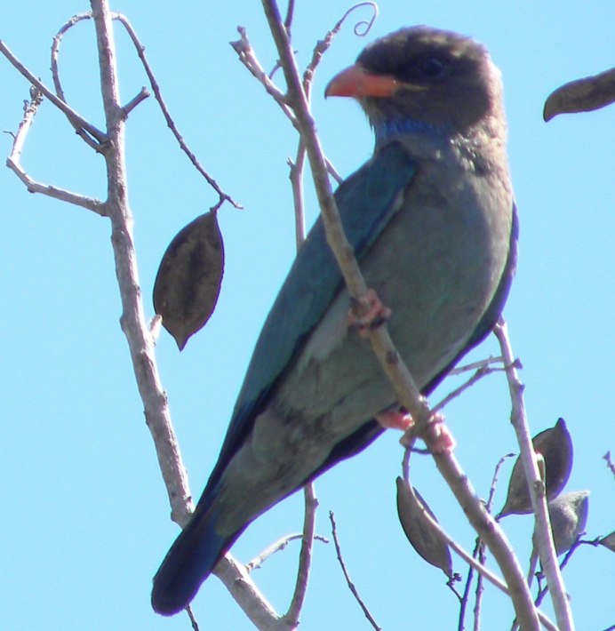 Обыкновенная сизоворонка Coracias garrulus
