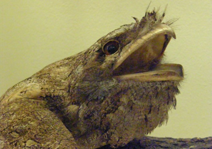 Coracias benghalensis