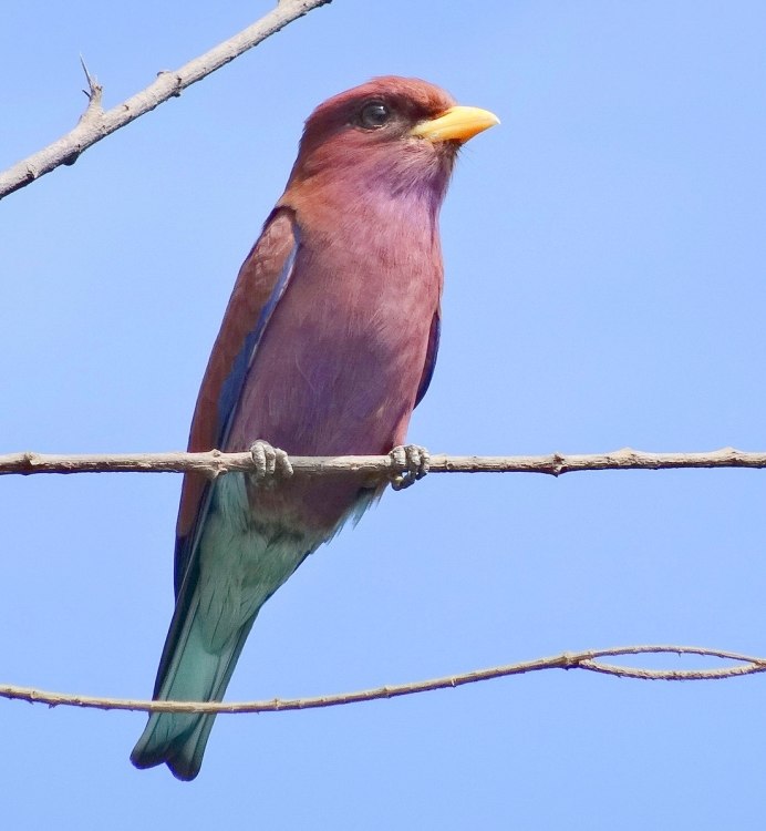 Eurystomus glaucurus