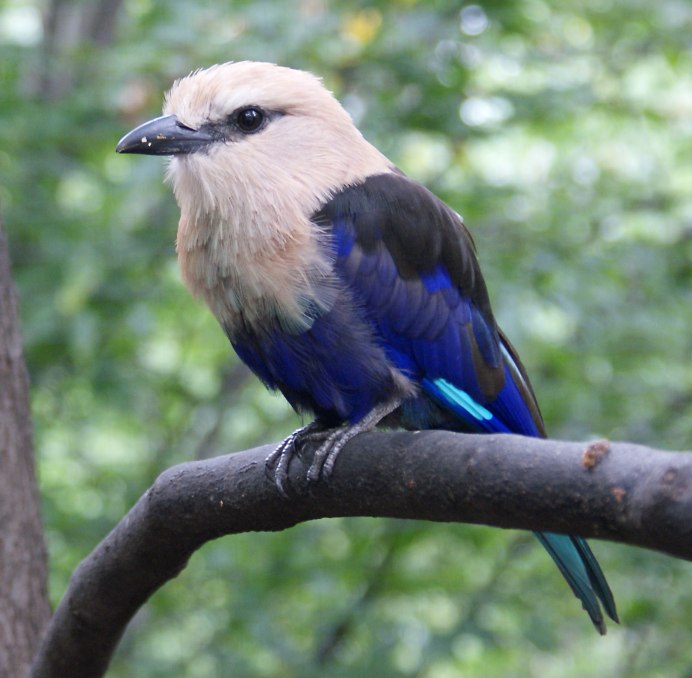 Bird of Columbia