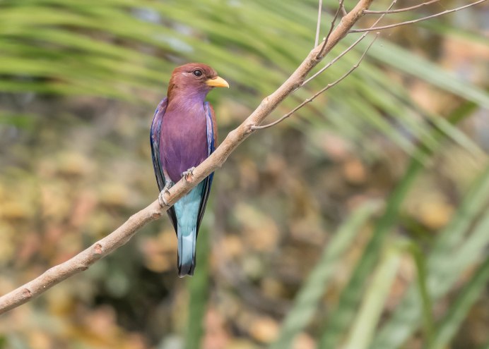 Eurystomus glaucurus