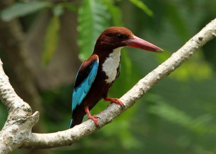 Macheiramphus alcinus
