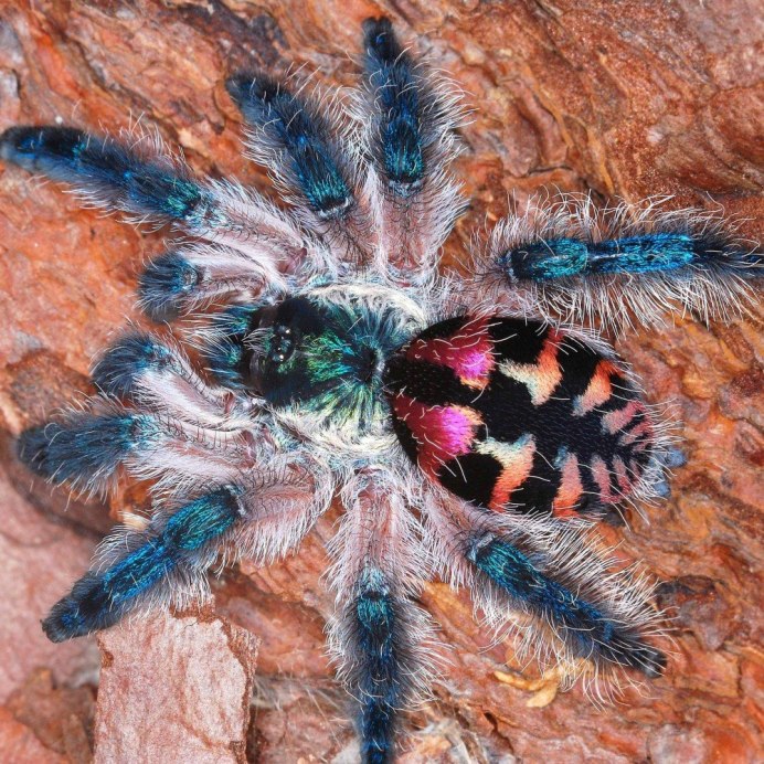 Pterinochilus lugardi