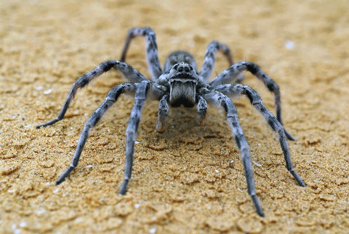 Тарантул Lycosa Narbonensis
