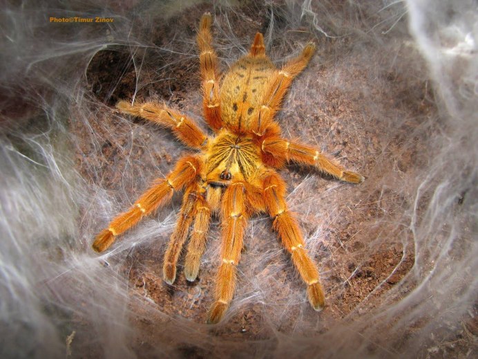 Pterinochilus lugardi
