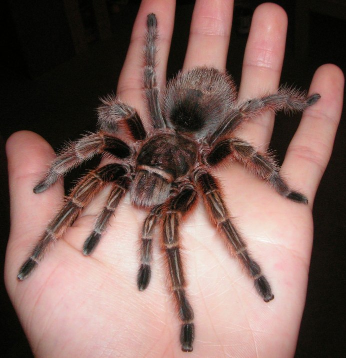 Паук птицеед Grammostola rosea