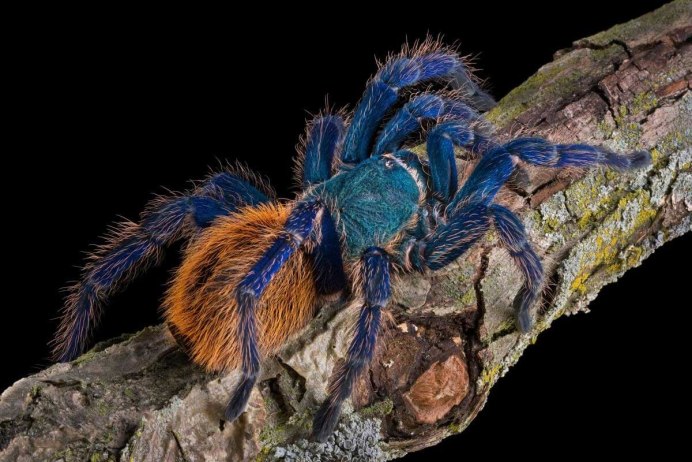 Паук Chromatopelma cyaneopubescens