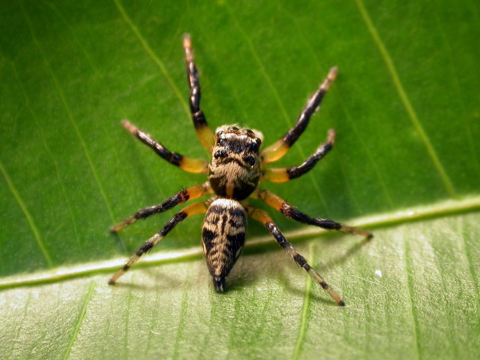 Бабочка Brenthia hexaselena