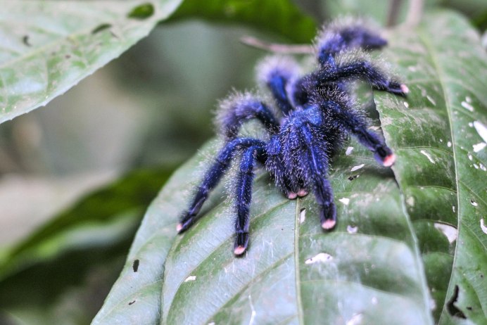 Тарантул Lycosa Narbonensis